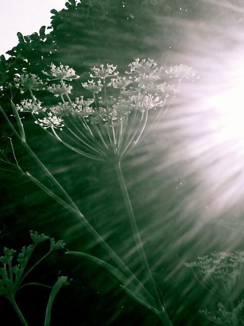 Photo of fennel plant at sunset with light streaming in behind plant
